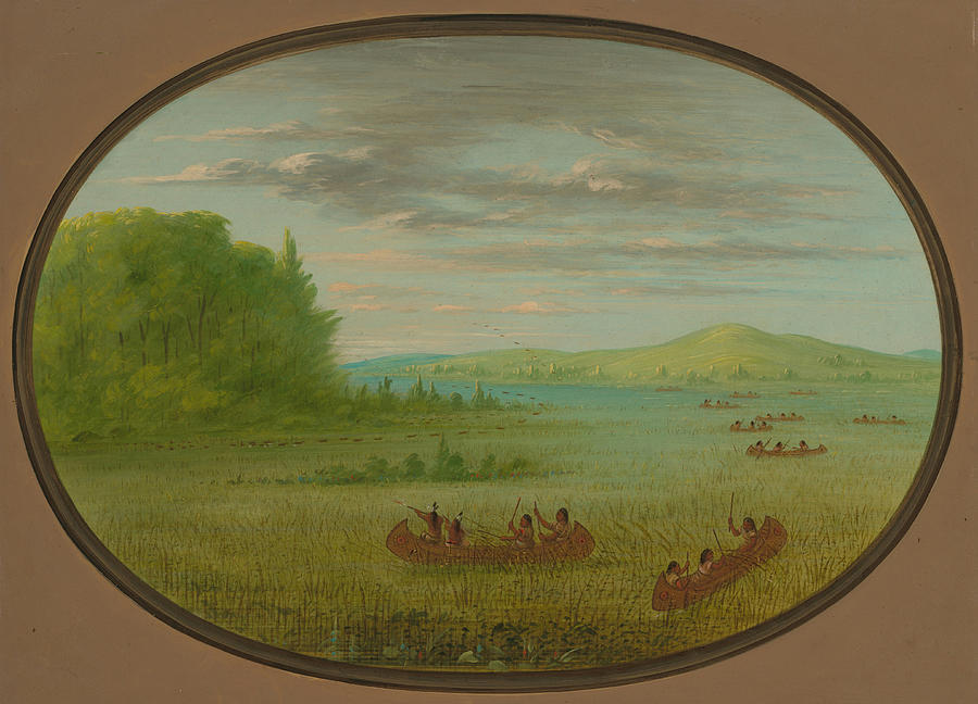 Gathering Wild Rice Winnebago Drawing by George Catlin - Fine Art America