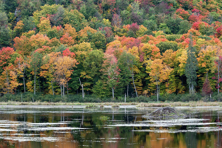 Gatineau Park Beaver Lodge Photograph by Michael Russell