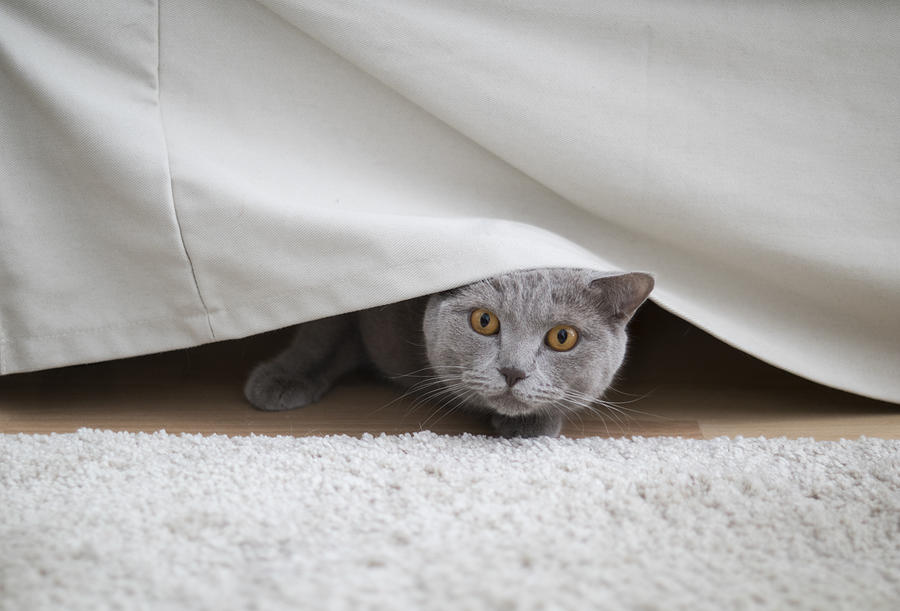 Gato escondido debajo del sofá Photograph by C.Aranega