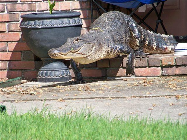 Gator 01 Photograph by Larry Santucci - Fine Art America