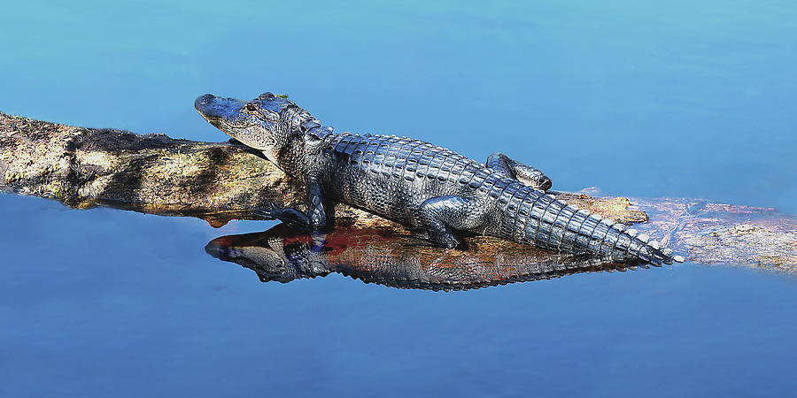 Gator 7A Photograph by Sally Fuller