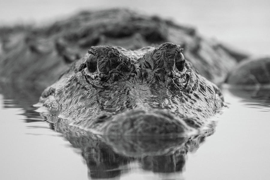 Gator Black And White Photograph by Joey Waves
