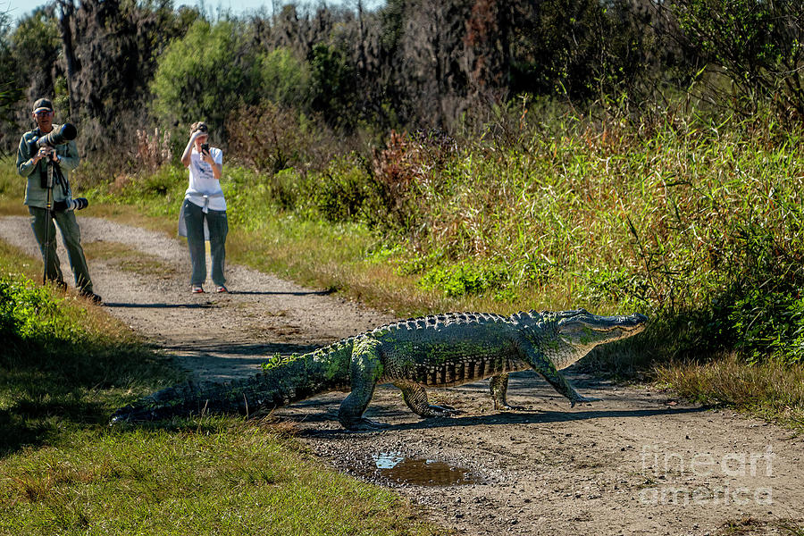 Gator Crossing Photograph by Tom Claud