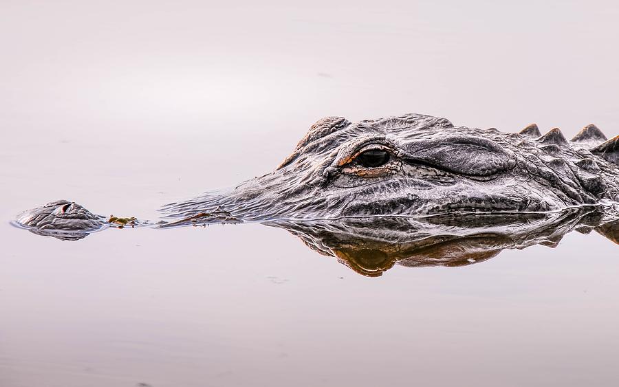 Gator Eye Photograph by Susan Rydberg