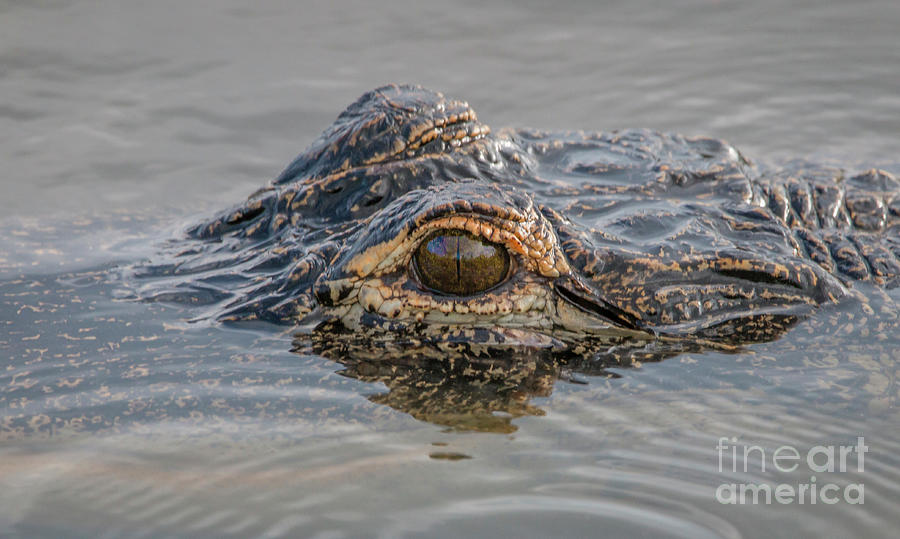 Gator Eye Photograph by Tom Claud
