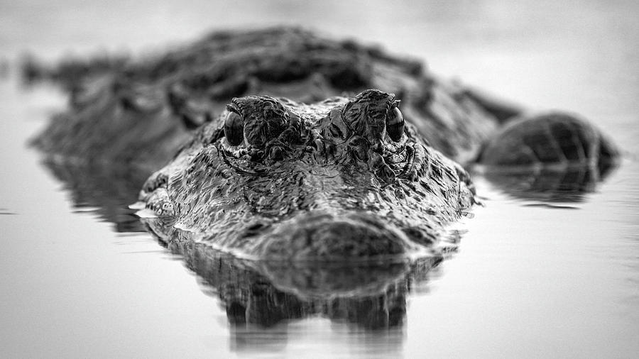 Gator Face Photograph by Joey Waves