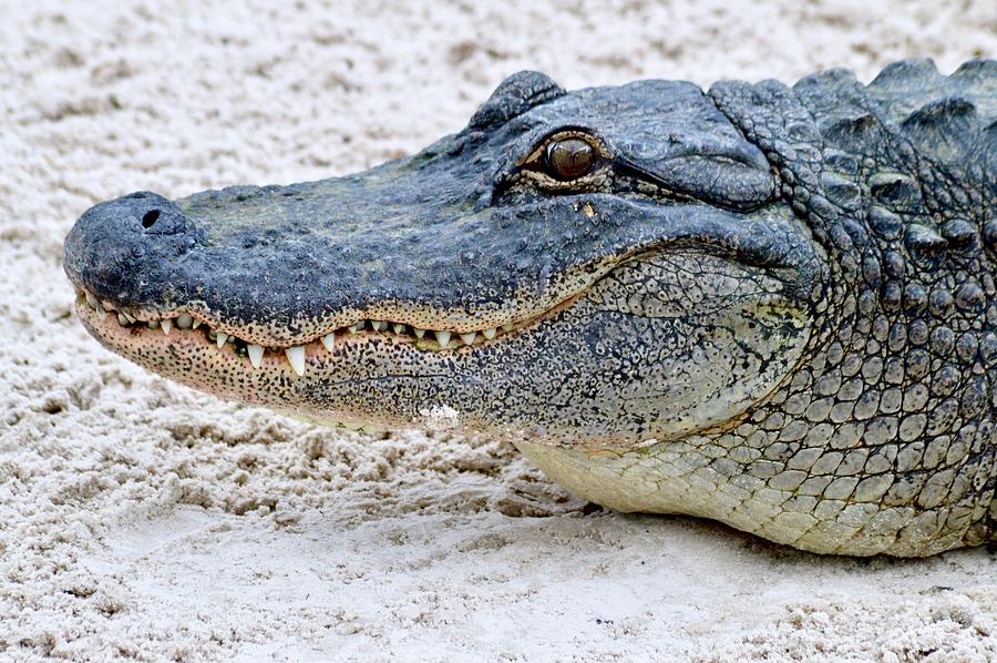 Gator Head  Photograph by Warren Thompson