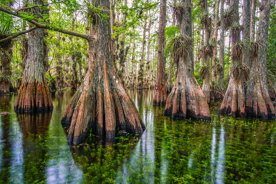 Gator Hook Cypress Photograph by Joey Waves - Fine Art America