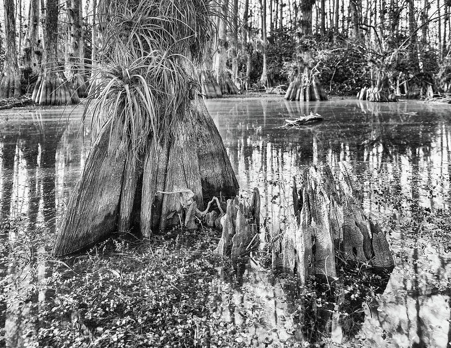 Gator Hook Dead Cypress Photograph by Rudy Wilms