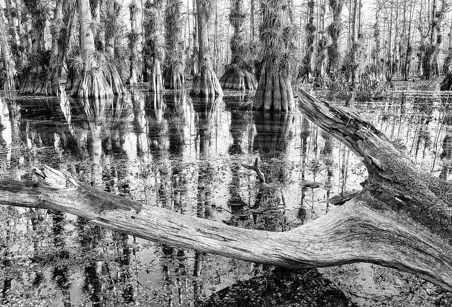 Gator Hook Fallen Tree Photograph by Rudy Wilms