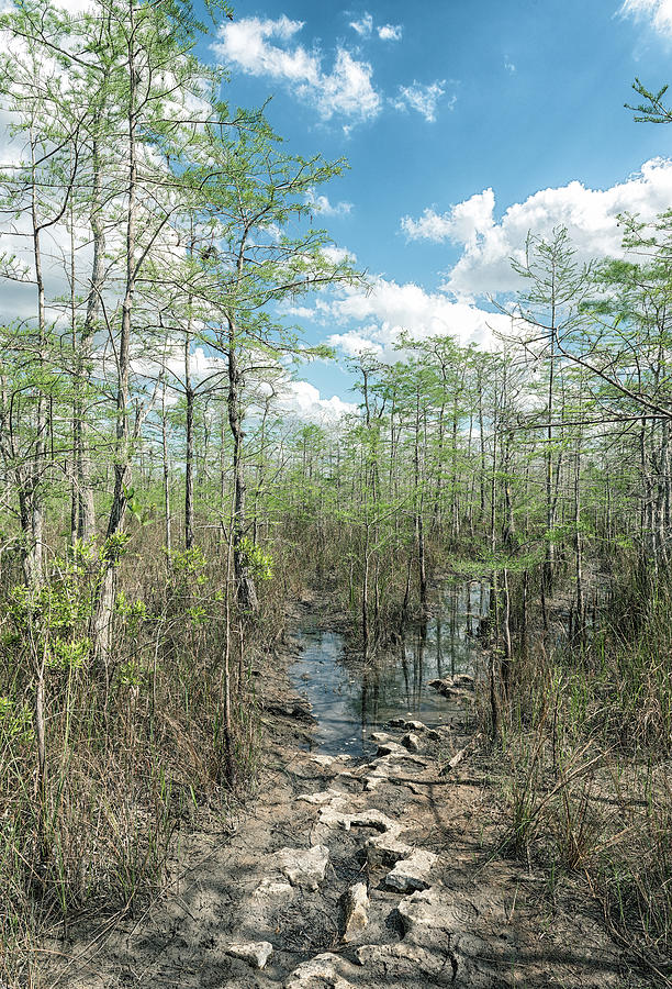 Gator Hook Trail Tracks. Photograph by Rudy Wilms