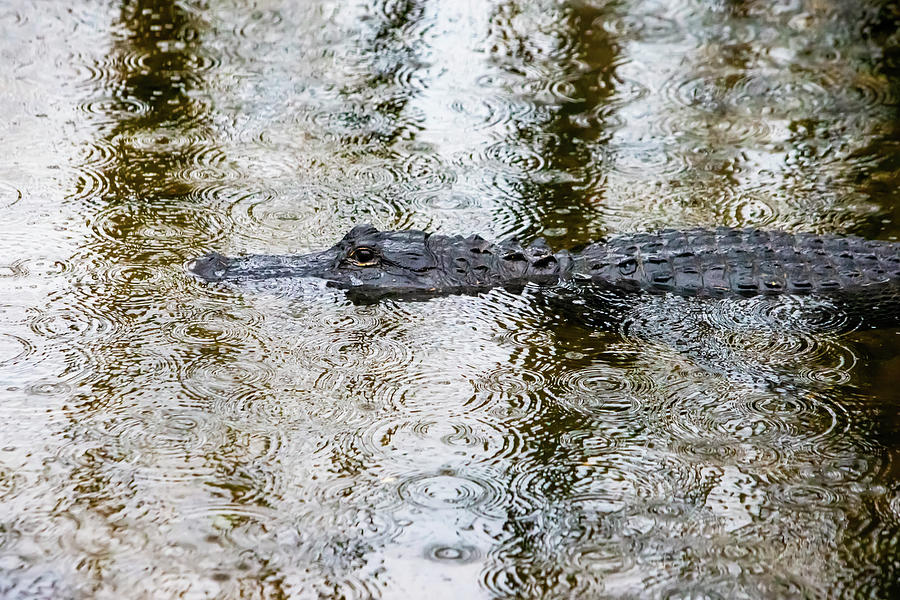 Gator in the Glades Photograph by Anthony Jones