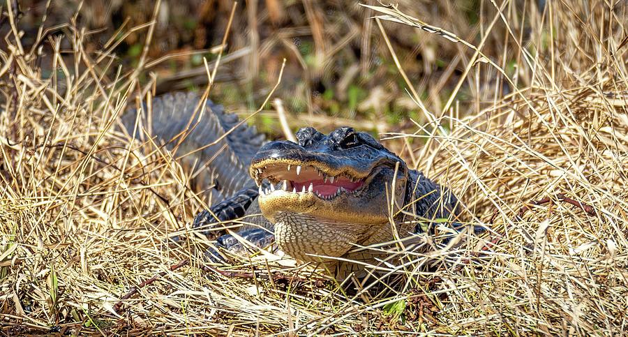 Gator in the Grass  Photograph by Bryan Moore