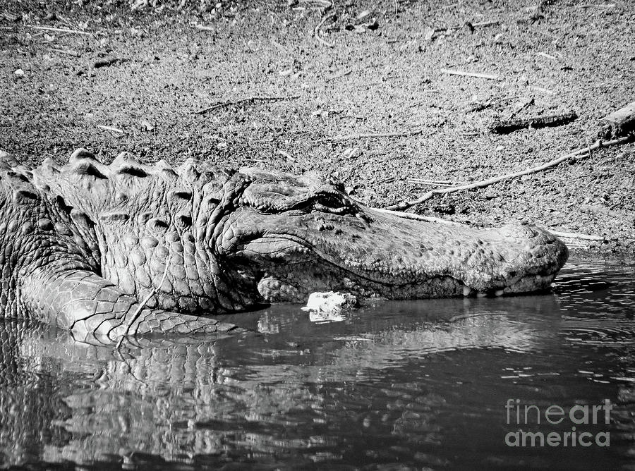 Gator in the Wild - BW Photograph by Chris Andruskiewicz