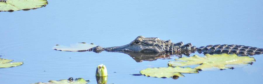 Gator in waiting Photograph by Ed Stokes
