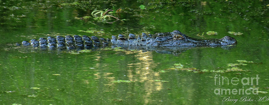 Gator log Photograph by Barry Bohn
