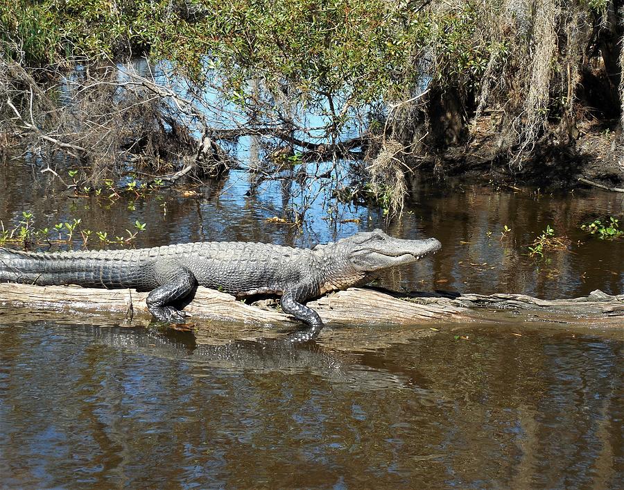 Gator on a Log 2 Photograph by Vicky Sweeney - Fine Art America