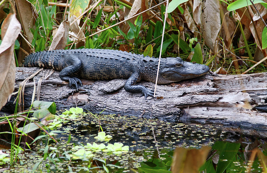 Gator on Log Photograph by Sally Weigand