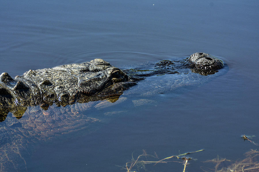 Gator On Patrol Photograph by Ed Stokes | Fine Art America