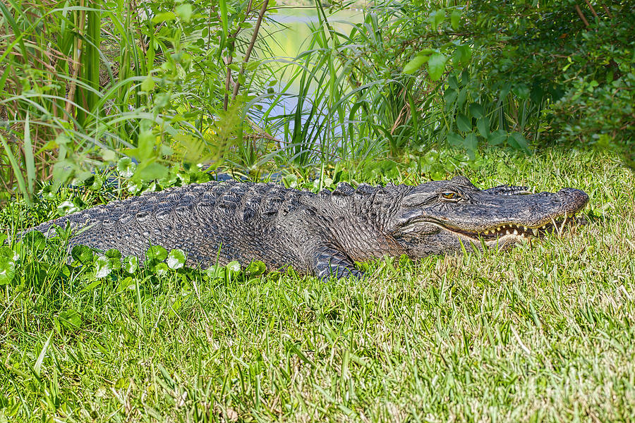 Gator on the Banks Photograph by Judy Kay