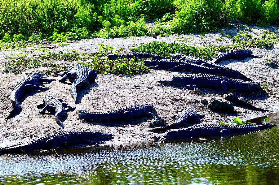 Gator Real Estate Photograph by Warren Thompson - Fine Art America