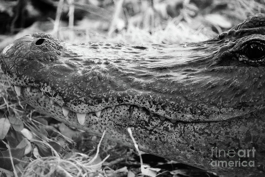 Gator Smile in Black and White Photograph by Ben Wilder | Fine Art America