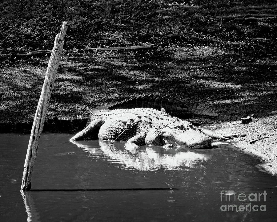 Gator Sun Bathing - BW Photograph by Chris Andruskiewicz
