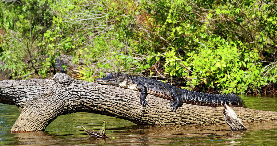 Gator Sunning on Log Photograph by Sally Weigand