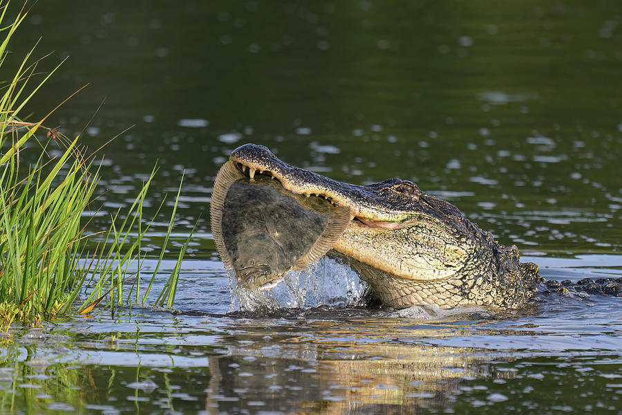 Gator with flounder Photograph by George DeCamp - Fine Art America