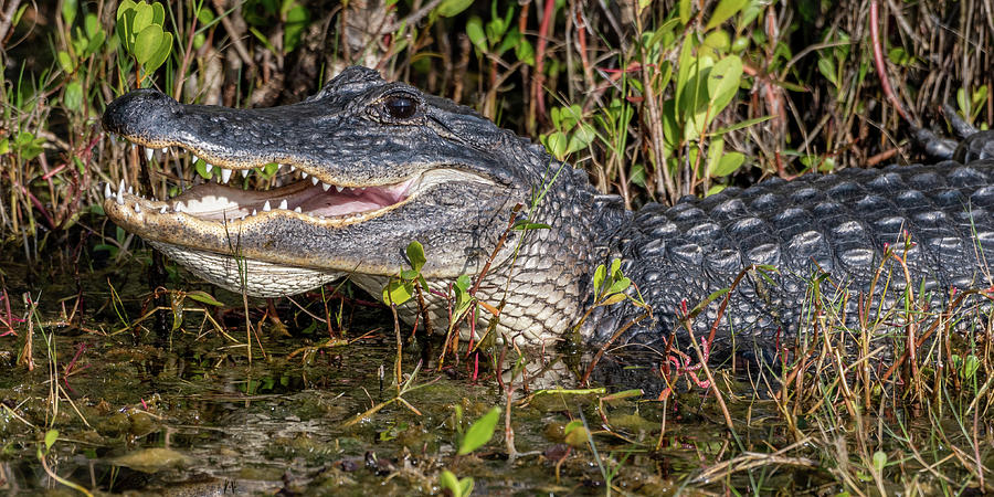 Gator with mouth open Photograph by Bradford Martin