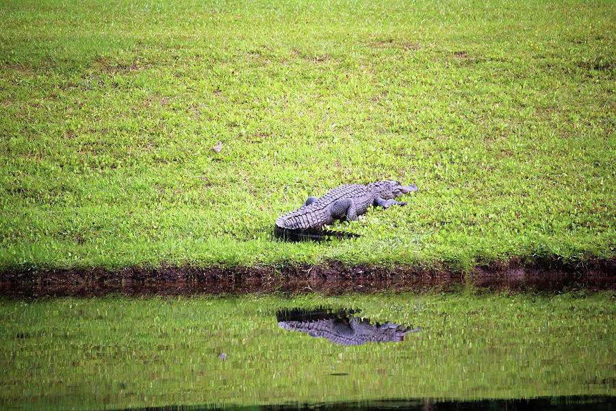 Gator With Reflection Photograph by Cynthia Guinn