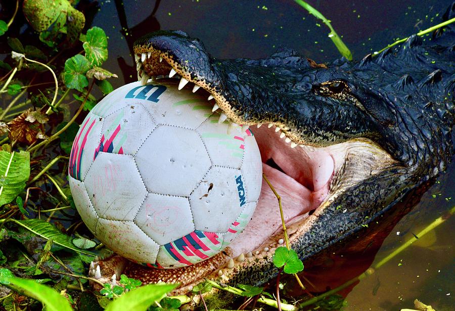 Gator with the NCAA Soccer Ball  Photograph by Warren Thompson