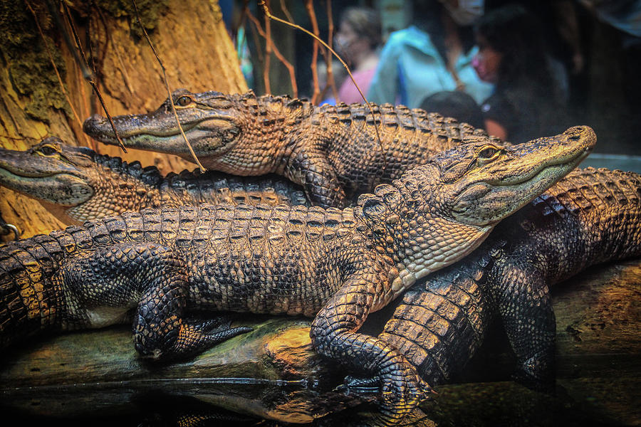Gators Photograph by Richie Parks