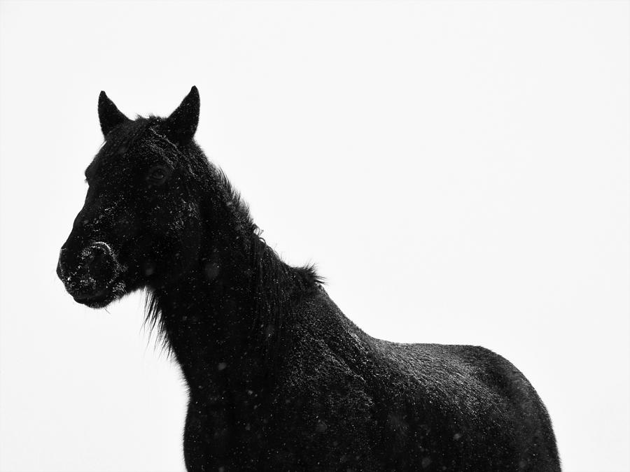 Gaucho in Snow Photograph by Alden Ballard
