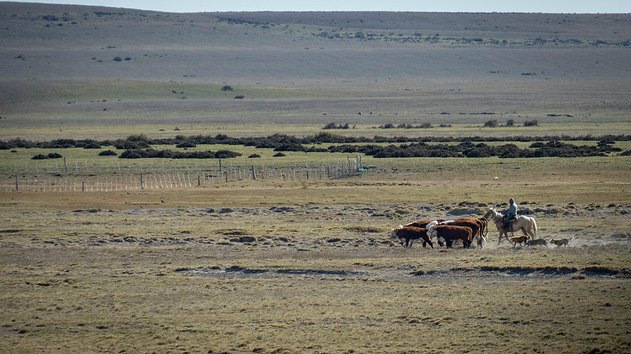 Gaucho with cattle -160563 Photograph by Deidre Elzer-Lento