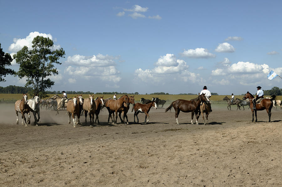 Gauchos and Horses on a Ranch, Buenos Aires, Argentina Photograph by Angelo Cavalli