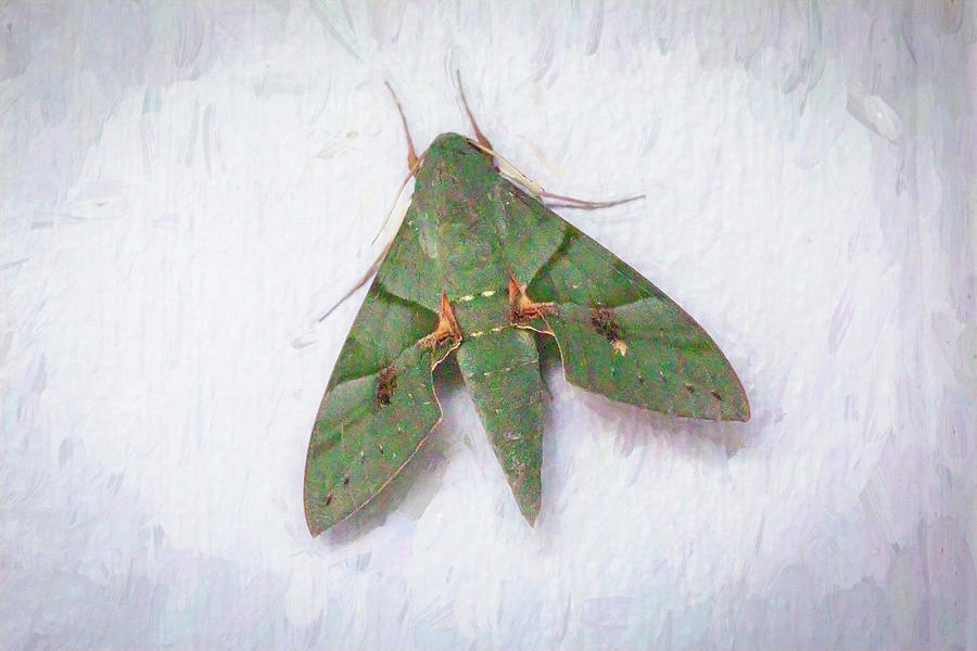 Gaudy Green Sphinx Moth X100 Photograph by Rich Franco