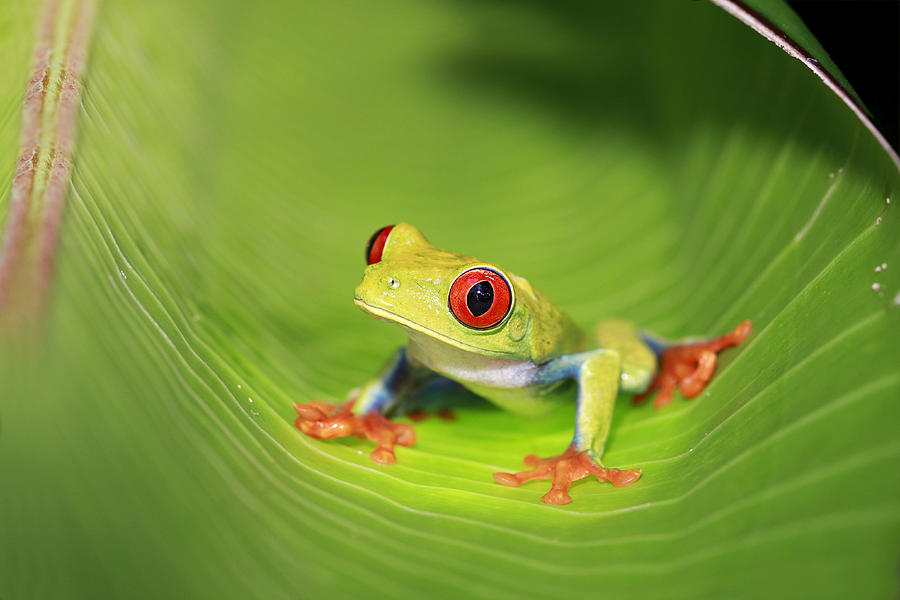 Gaudy Leaf Frog Photograph by Mlorenzphotography