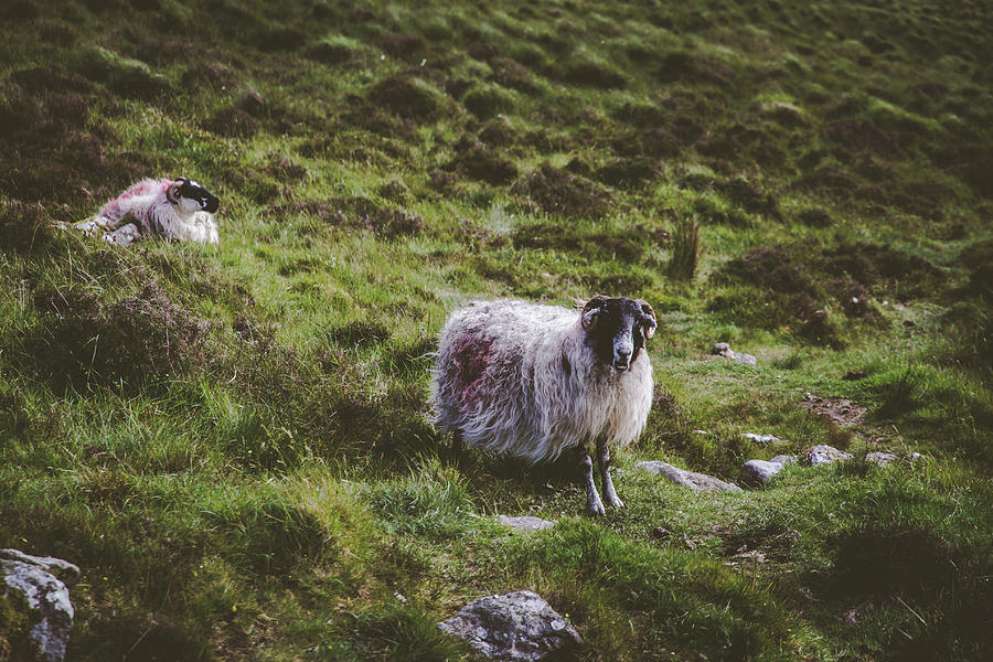 Sheep Photograph - Gaurdian Of Caherconree by Mark Callanan