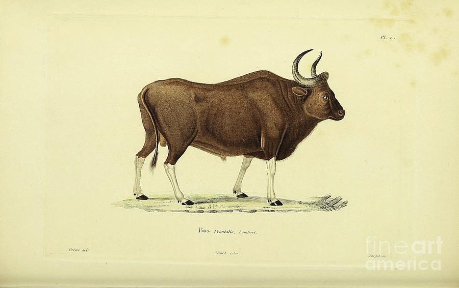 Gayal Bos frontalis India 1843 r1 Drawing by Historic illustrations - Pixels Gayal Bos frontalis India 1843 r1 Drawing by Historic illustrations - Pixels