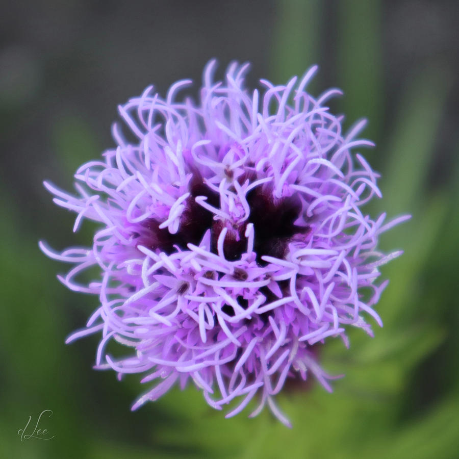 Nature Photograph -  GayFeather Purple Focus by D Lee