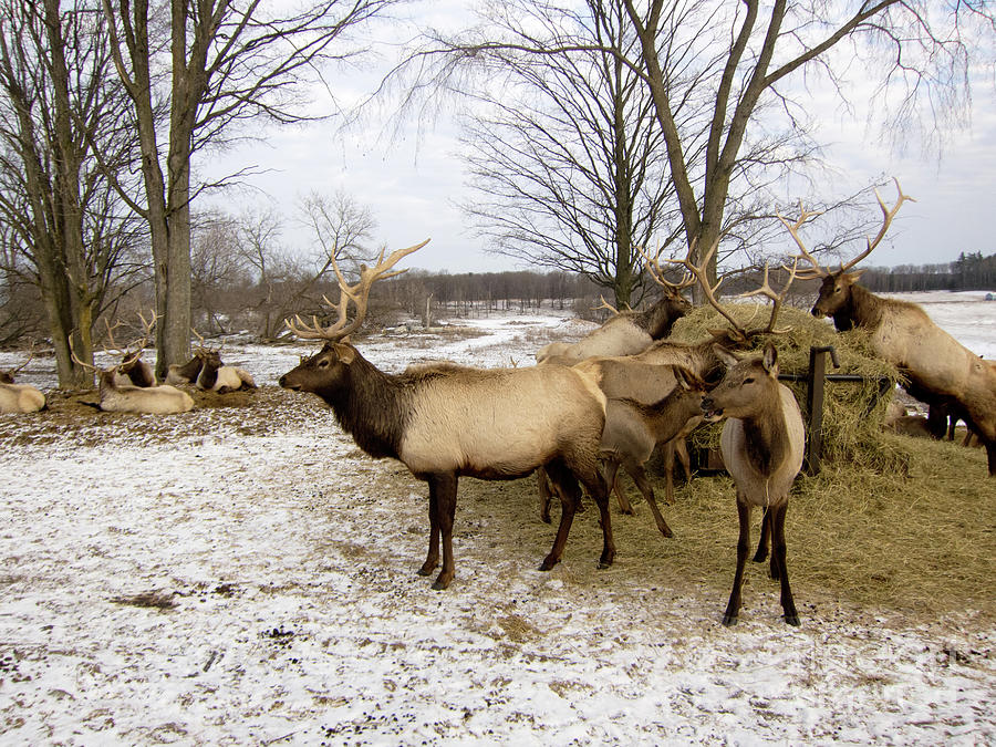 Gaylord, Elk Park Photograph by Rich S