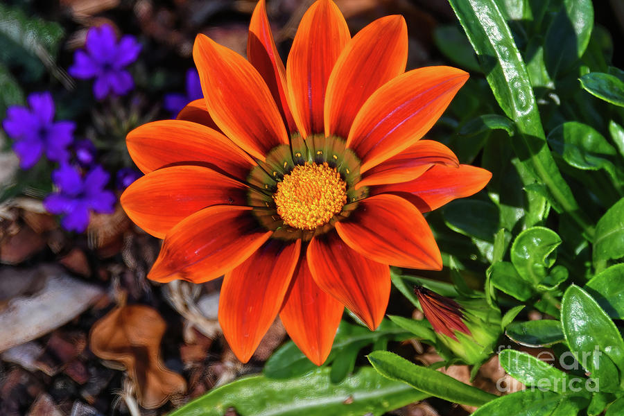 Gazania Krebsiana Orange Daisy Photograph by Diana Mary Sharpton