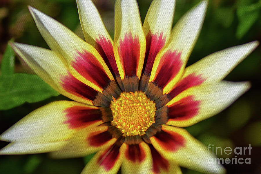 Gazania - Painted by Nature Photograph by Yvonne Johnstone