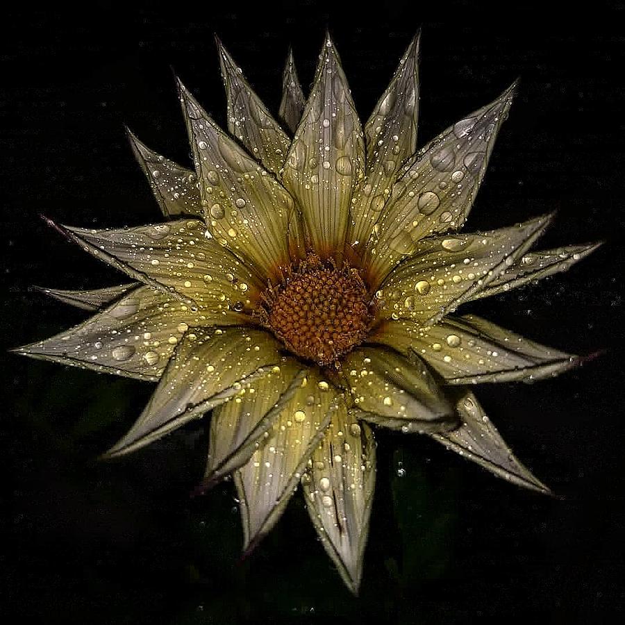 Spring Photograph - Gazania with drops by Yvette Andriopoulou