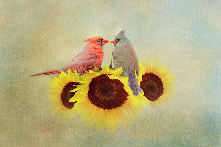 Gaze Into My Eyes - Cardinals on Sunflowers Mixed Media by Patti Deters