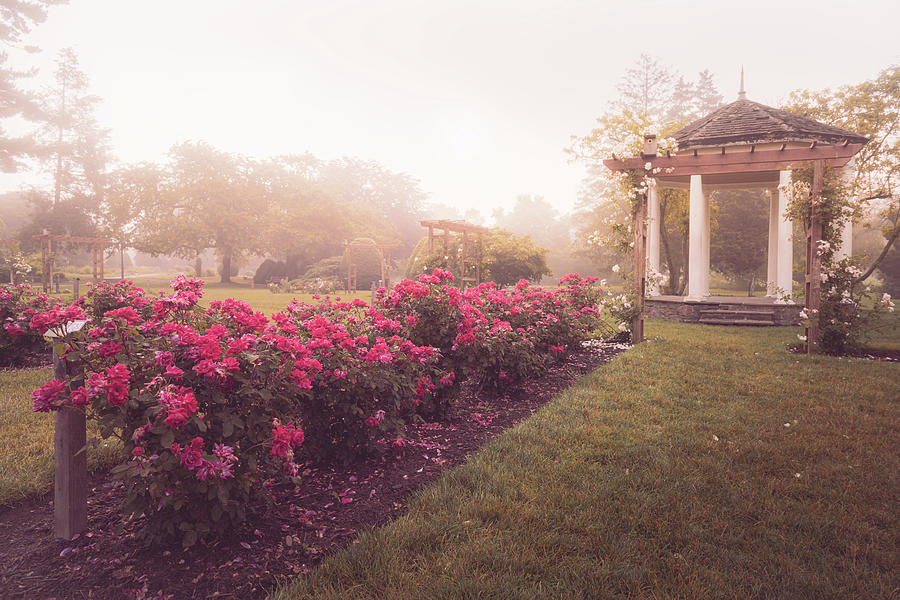 Gazebo and Roses in the Mist Photograph by Jason Fink