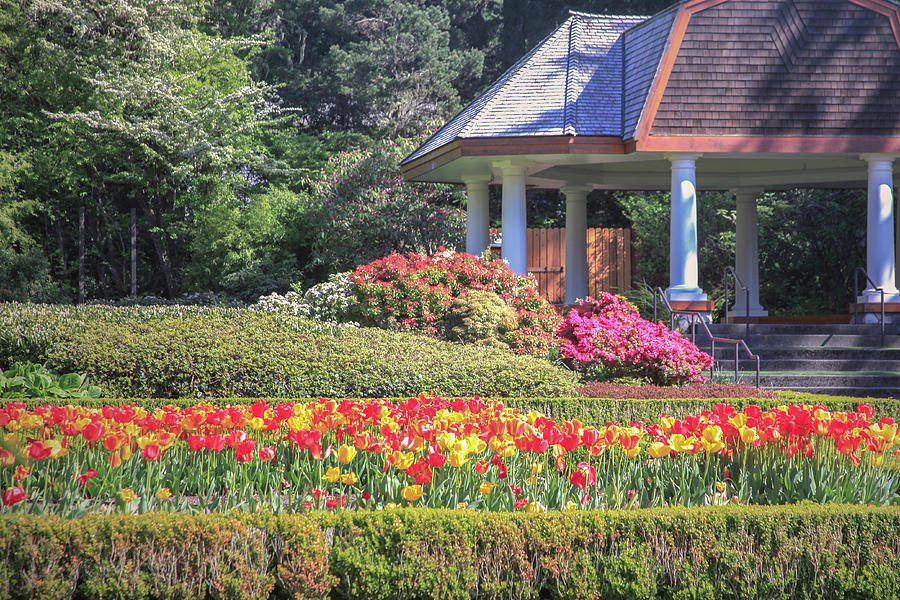 Gazebo and Tulips at Shore Acres Photograph by Sally Bauer