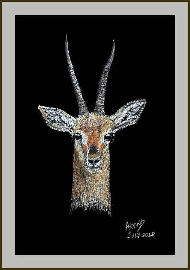 gazelle drawing