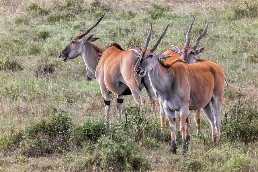 Gazelles in Maasai Mara Photograph by Marcy Wielfaert - Fine Art America